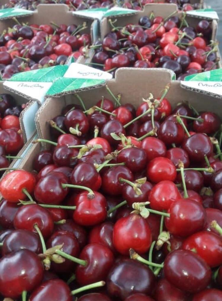 Cerezas La temporada 2021 comienza el 20 de mayo en Bulgaria