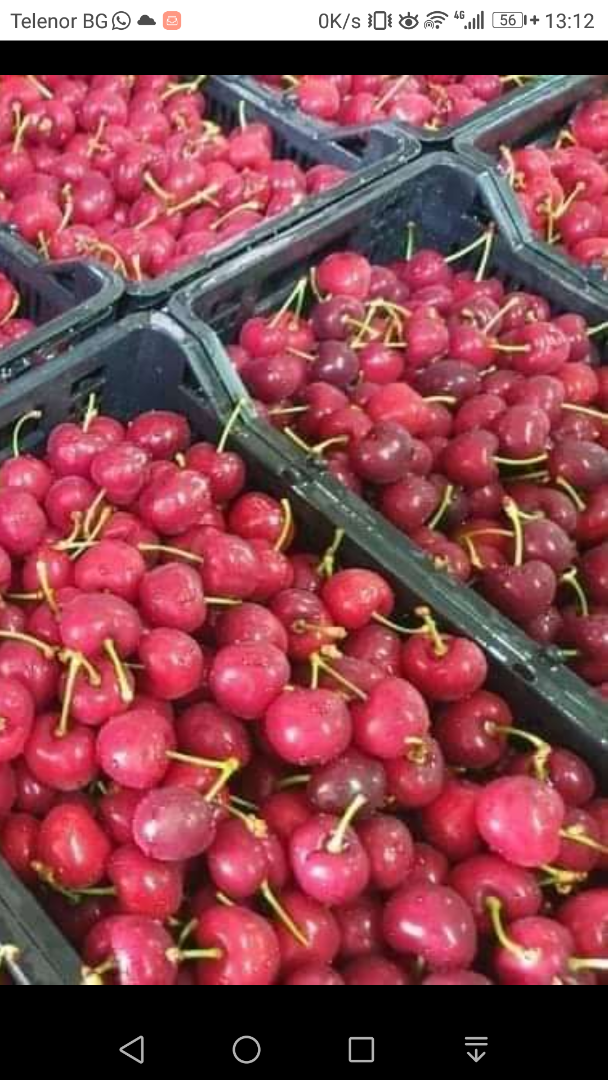 Cerezas Cerezas frescas Nueva temporada Entrego a Polonia Letonia Estonia cerezas grandes frescas y deliciosas de mi jardín en Bulgaria