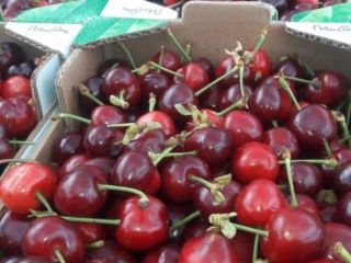 Cerezas Cerezas frescas Nueva temporada Entrego a Polonia Letonia