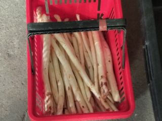 Venta de espárragos blancos, recolectados diariamente, posible con una
