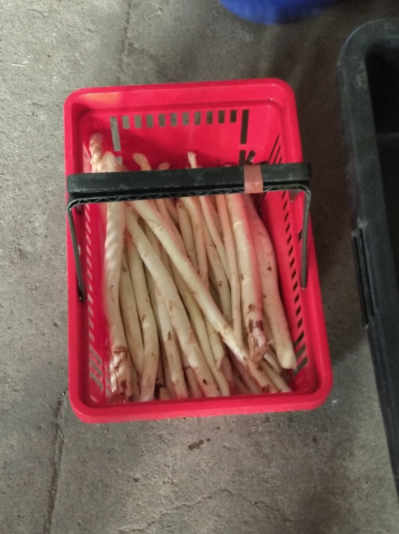 Venta de espárragos blancos, recolectados diariamente, posible con una mayor cantidad