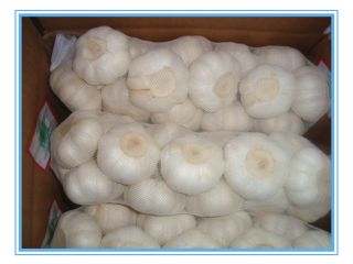 Producto Variedad de ajo Ajo blanco normal / Ajo