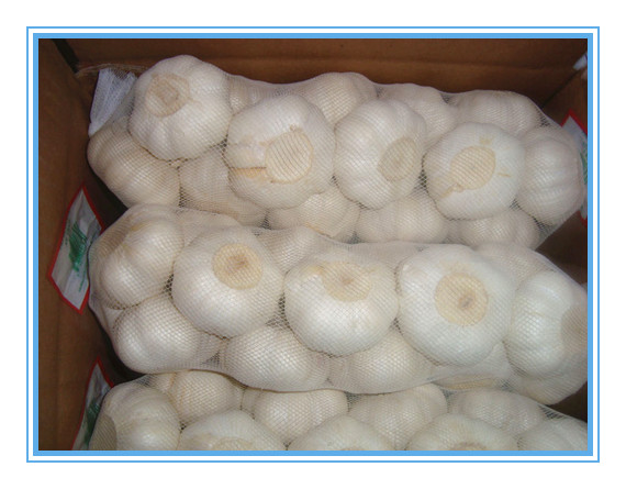 Producto Variedad de ajo Ajo blanco normal / Ajo rojo / Ajo morado Ajo blanco puro / Ajo blanco nieve / Ajo superblanco Tamaño 4.5-5.0cm, 5.0-5.5cm, 5.5-6.0cm