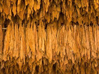 ¡Tabaco para cigarrillos de la mejor calidad! ¡Regalos y