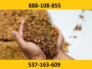 ¡Tabaco para cigarrillos de la mejor calidad! ¡Regalos y