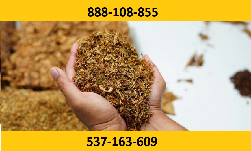 ¡Tabaco para cigarrillos de la mejor calidad! ¡Regalos y promociones adicionales para nuestros clientes! No encontrará estacas, polvo o moho con nosotros