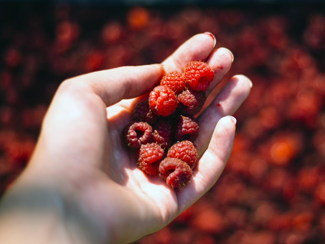 La granja orgánica familiar vende los siguientes productos: grosella roja, chokeberry negro y frambuesa