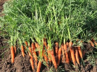 zanahorias, calidad 1, grandes cantidades, envasadas en rafia, bolsas,