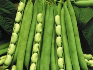 Frijoles blancos, gran cuántico