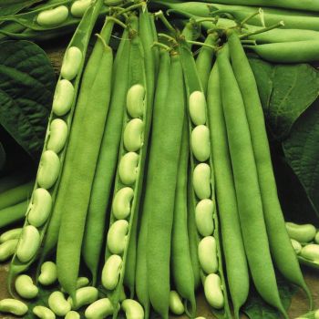 Frijoles blancos, gran cuántico
