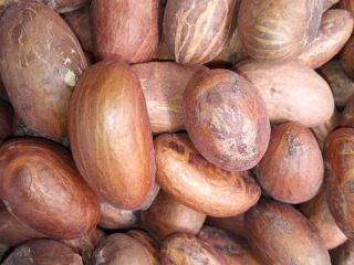Garnicia kola de alta calidad (Bitter Kola)