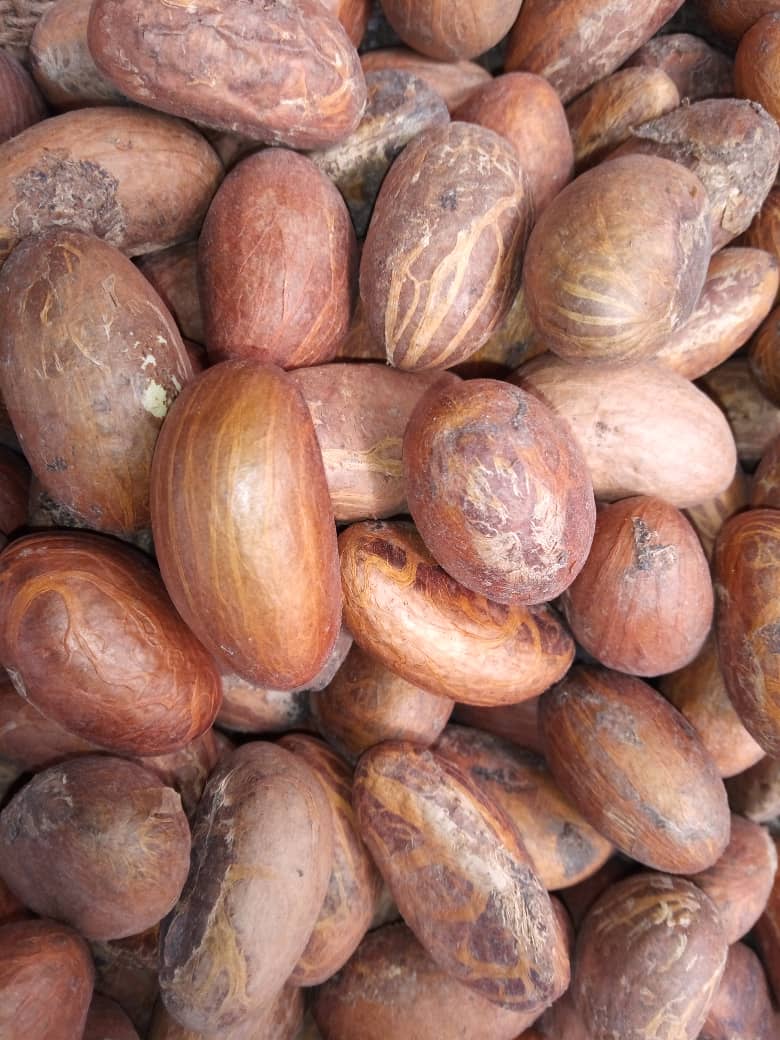 Garnicia kola de alta calidad (Bitter Kola)
