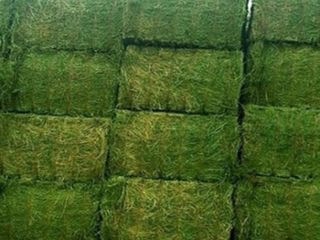 Fardos de alfalfa de alta calidad Peso: 750 y