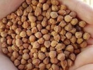 Somos proveedores y distribuidores de garbanzos de Kabuli de
