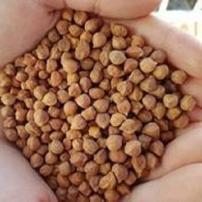 Somos proveedores y distribuidores de garbanzos de Kabuli de alta calidad