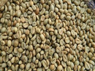 Grado: Granos de café arábica de certificado al por