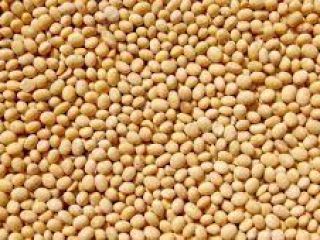 Somos un proveedor de productos agrícolas (soja, semillas de