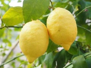 Limones orgánicos de calidad