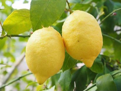 Limones orgánicos de calidad