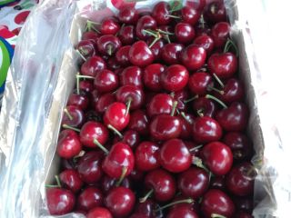 Cerezas Cerezas frescas Cerezas deliciosas La temporada comenzará en