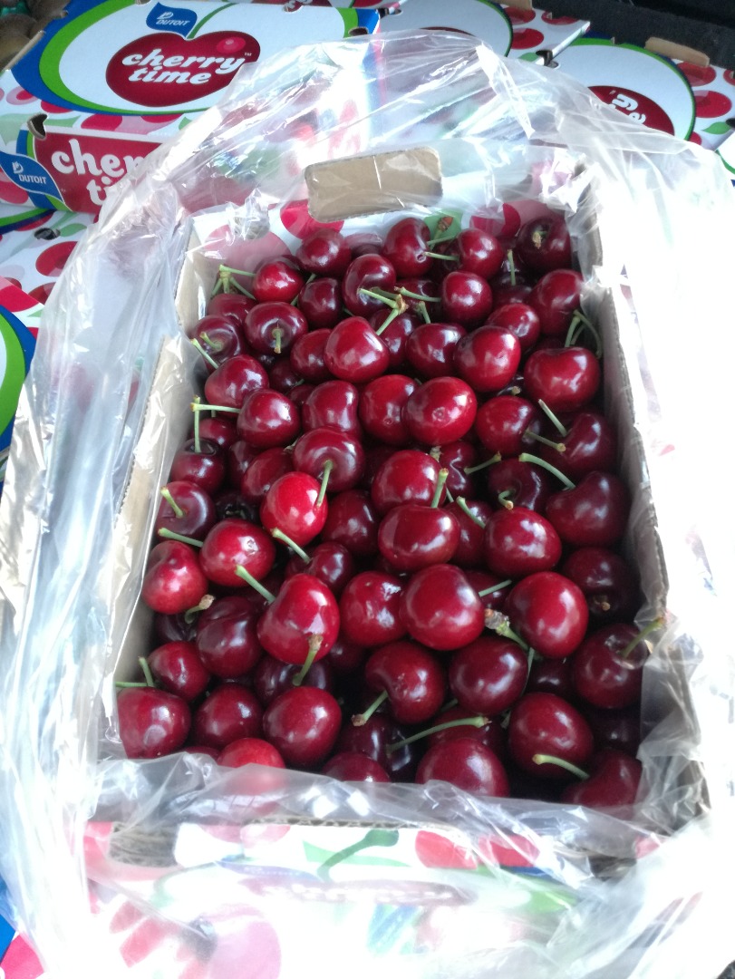 Cerezas Cerezas frescas Cerezas deliciosas La temporada comenzará en 15 días