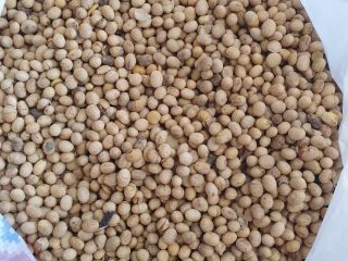 ¡Estimado señor o señora! Actualmente vendemos soja transgénica. Proteína: