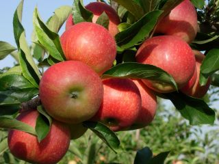 Vendo manzanas de la nevera en grandes cantidades para