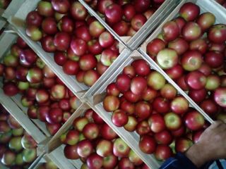Aidared, Golden, Granny smith manzanas, SERBIA ... contactar whatsapp,