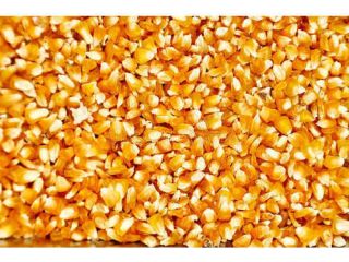 Tenemos granos de grado uno para alimentación animal y
