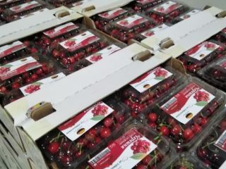Tenemos cereza fresca y está lista para la venta