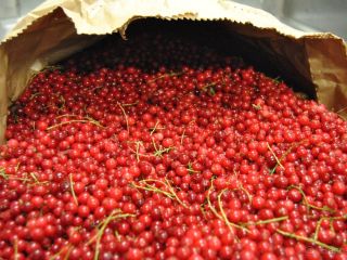 Ofrezco una mayor cantidad de fruta congelada de Eslovaquia,