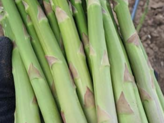 Espárragos verdes para la venta. Disponible 1,5 toneladas