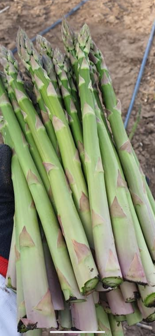 Espárragos verdes para la venta