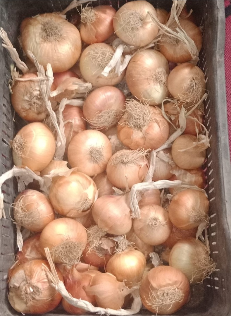 Somos la empresa Horas en Egipto, nos especializamos en el cultivo y exportación de hortalizas, ofrecemos cebollas doradas