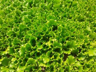 Venderé ensaladas rúcula espinaca tatzoy remolacha siempre fresca posible