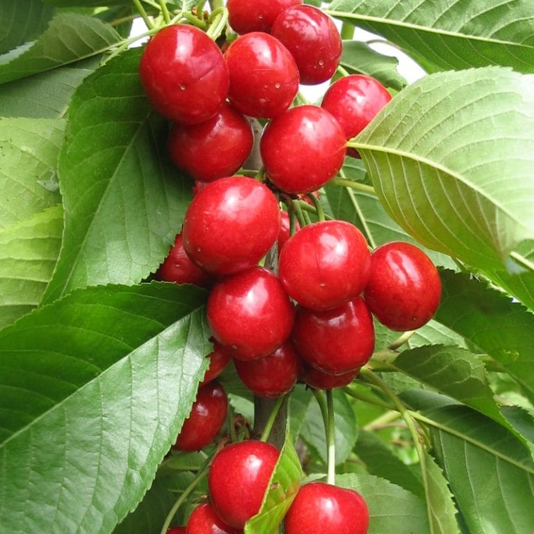 Cereza Nuestras ventas han comenzado con una nueva cosecha de alta calidad
