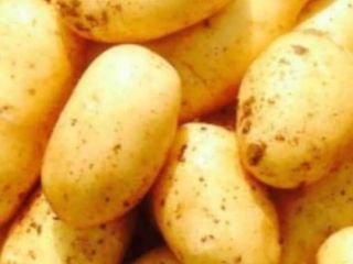 Inicio de ventas de papa nueva cosecha GANITA EXPORT