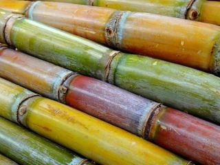 AZÚCAR fresca directamente de nuestra finca. Disponible en grandes