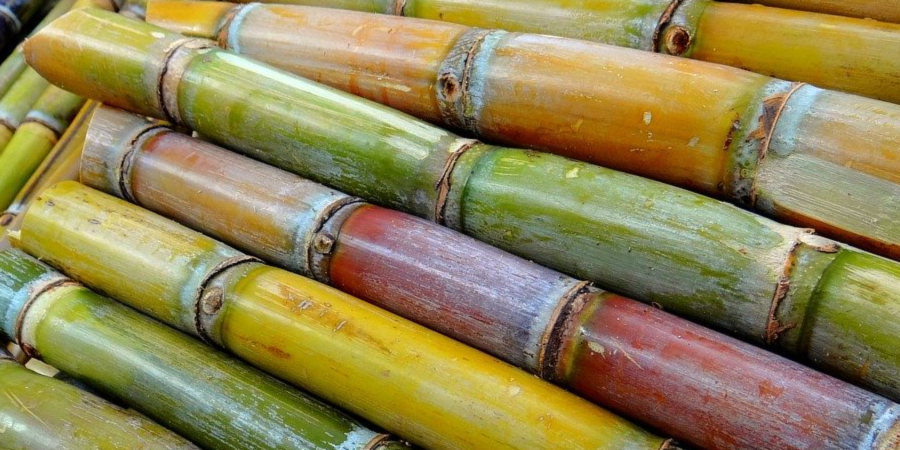 AZÚCAR fresca directamente de nuestra finca