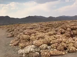 Estimados colegas, Hola, tenemos a la venta cebollas iraníes