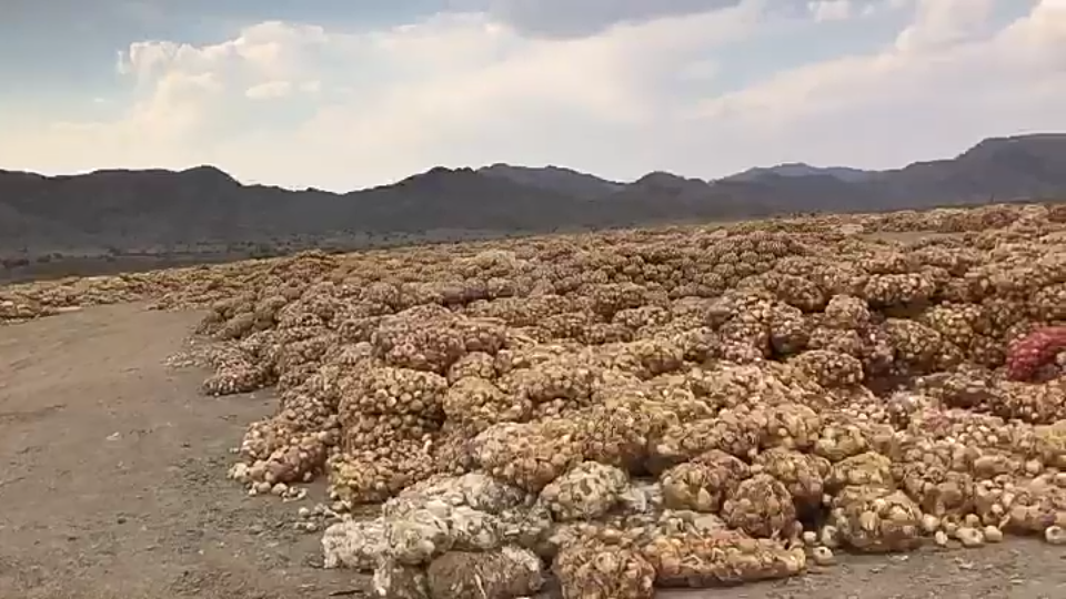 Estimados colegas, Hola, tenemos a la venta cebollas iraníes muy grandes y de alta calidad al menor precio posible que puedan desear