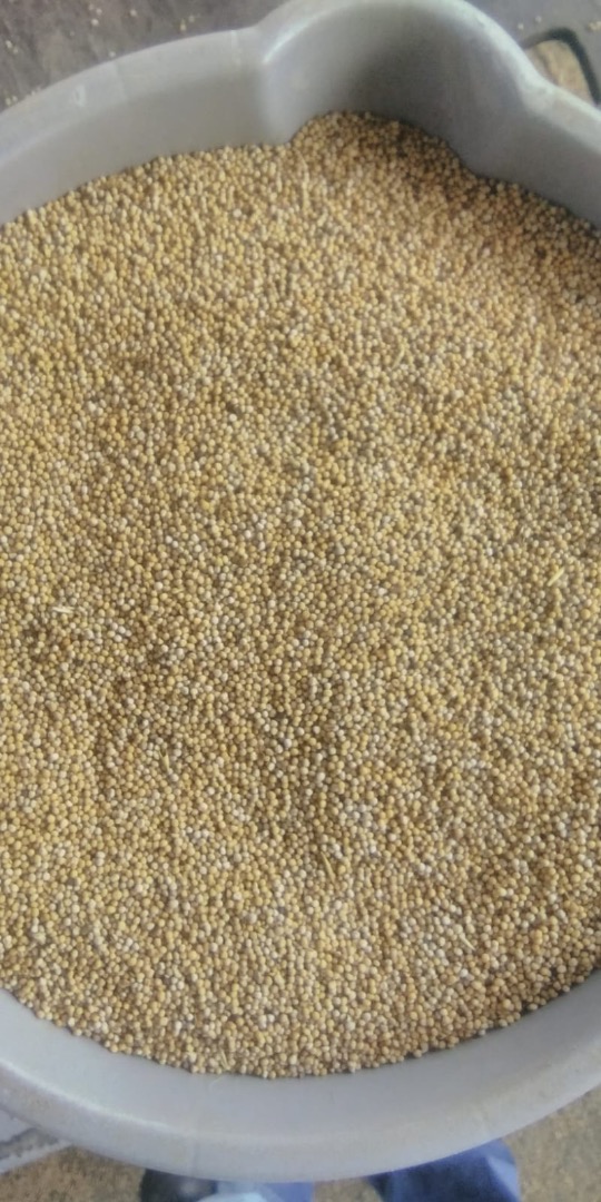 Venderé 3,5 toneladas de mostaza blanca