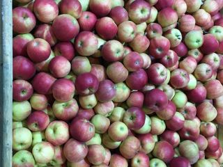 Venderé una manzana de las variedades idared y gloster.