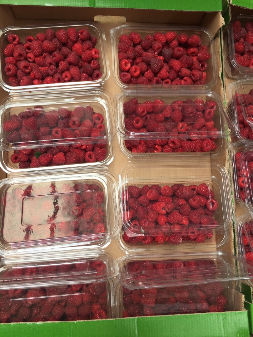 La plantación de frambuesa POLKA, es la variedad con mejor fruto, tiene entre las bayas cónicas de color rojo oscuro más grandes y sabrosas (6,5g)