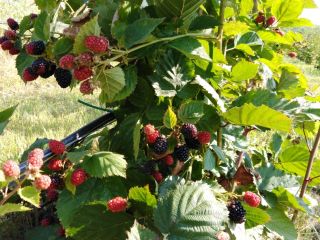 Vendo moras 100% BIO caseras jugosas y deliciosas