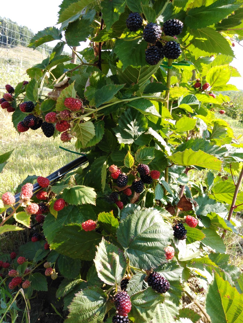 Vendo moras 100% BIO caseras jugosas y deliciosas