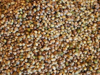 Semillas de cáñamo / Semillas de cáñamo del productor