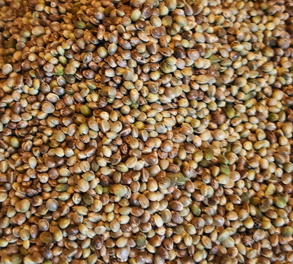 Semillas de cáñamo / Semillas de cáñamo del productor (Cannabis Sativa L.) Como productor, Sefir Polska ofrece semillas de cáñamo de alta calidad para fines