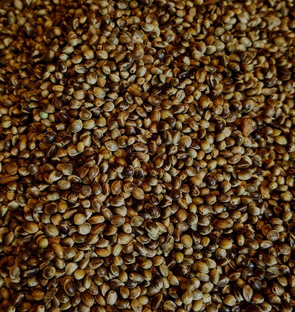 Semillas de cáñamo tostadas / Semillas de cáñamo tostadas - del productor (Cannabis Sativa L.) Como productor, Sefir Polska ofrece semillas de cáñamo tostadas