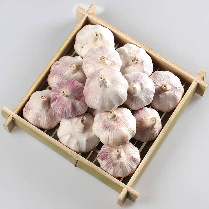 Ajo rico en nutrientes: cada 100 gramos de agua que contiene 69,8 gramos, 4,4 gramos de proteína, 0,2 gramos de grasa, ajo con carbón Ajo (22 hojas) Compuesto
